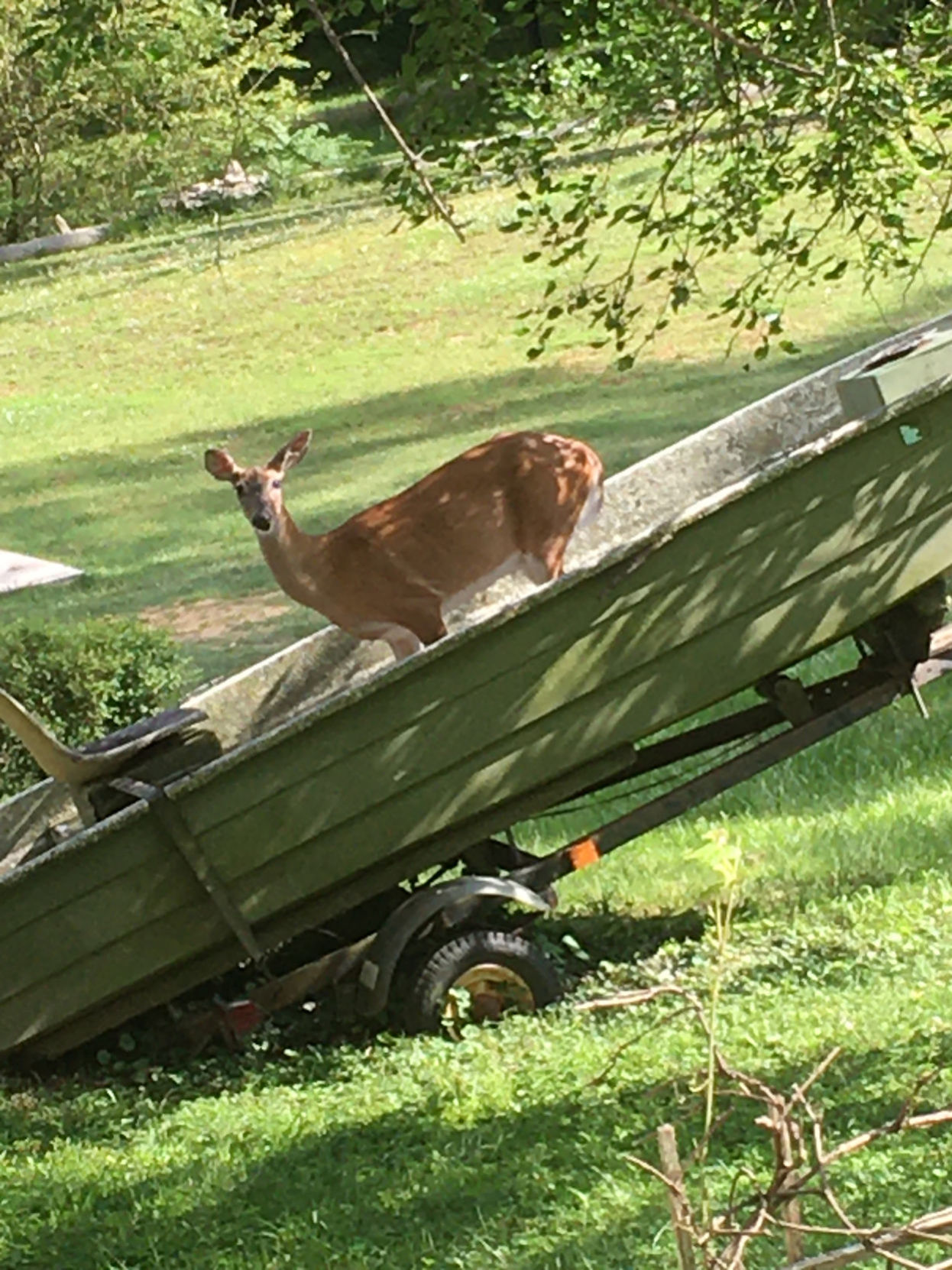 Deer
